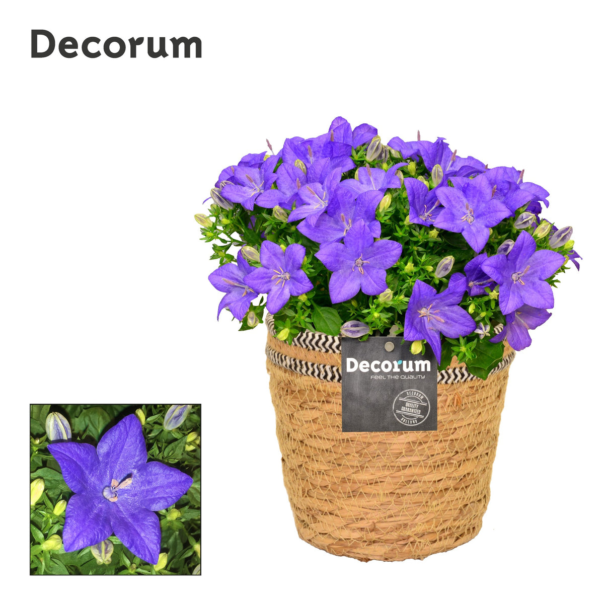 Campanula Napoli 22cm 15cm Pot