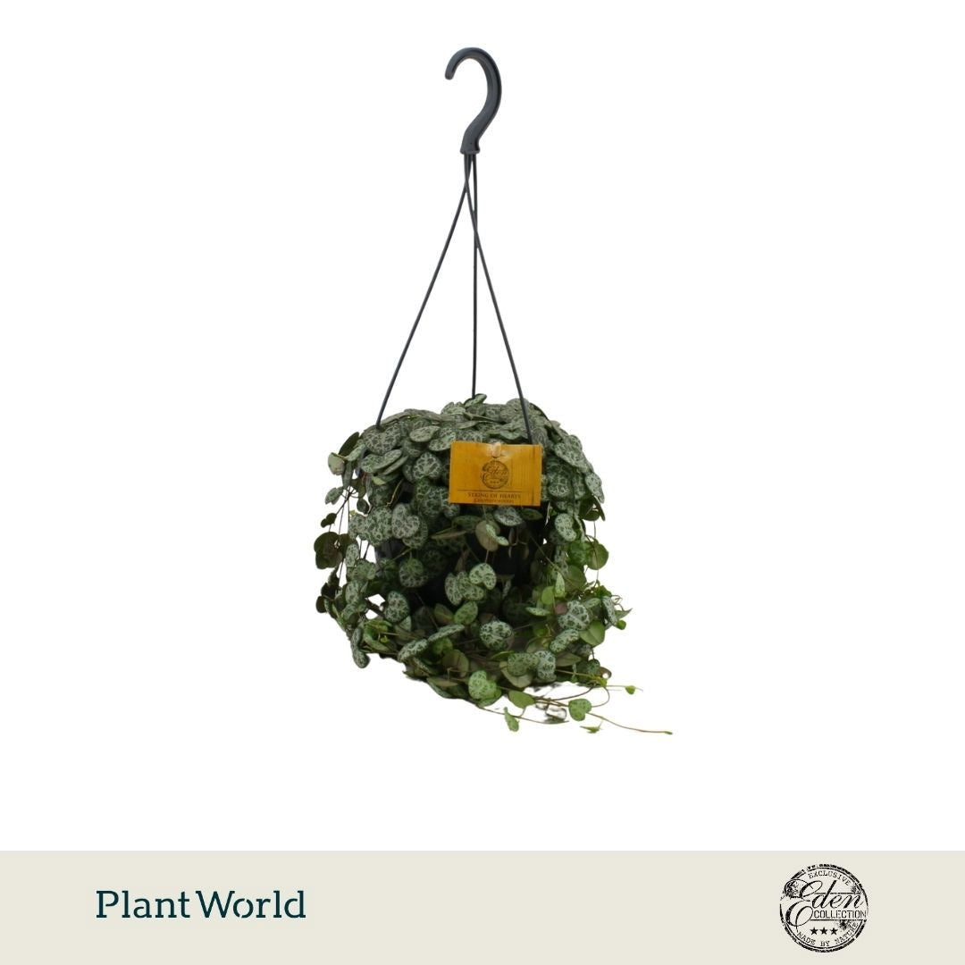 Plantworld Smit Kwekerij Ceropegia woodii Pack of 3