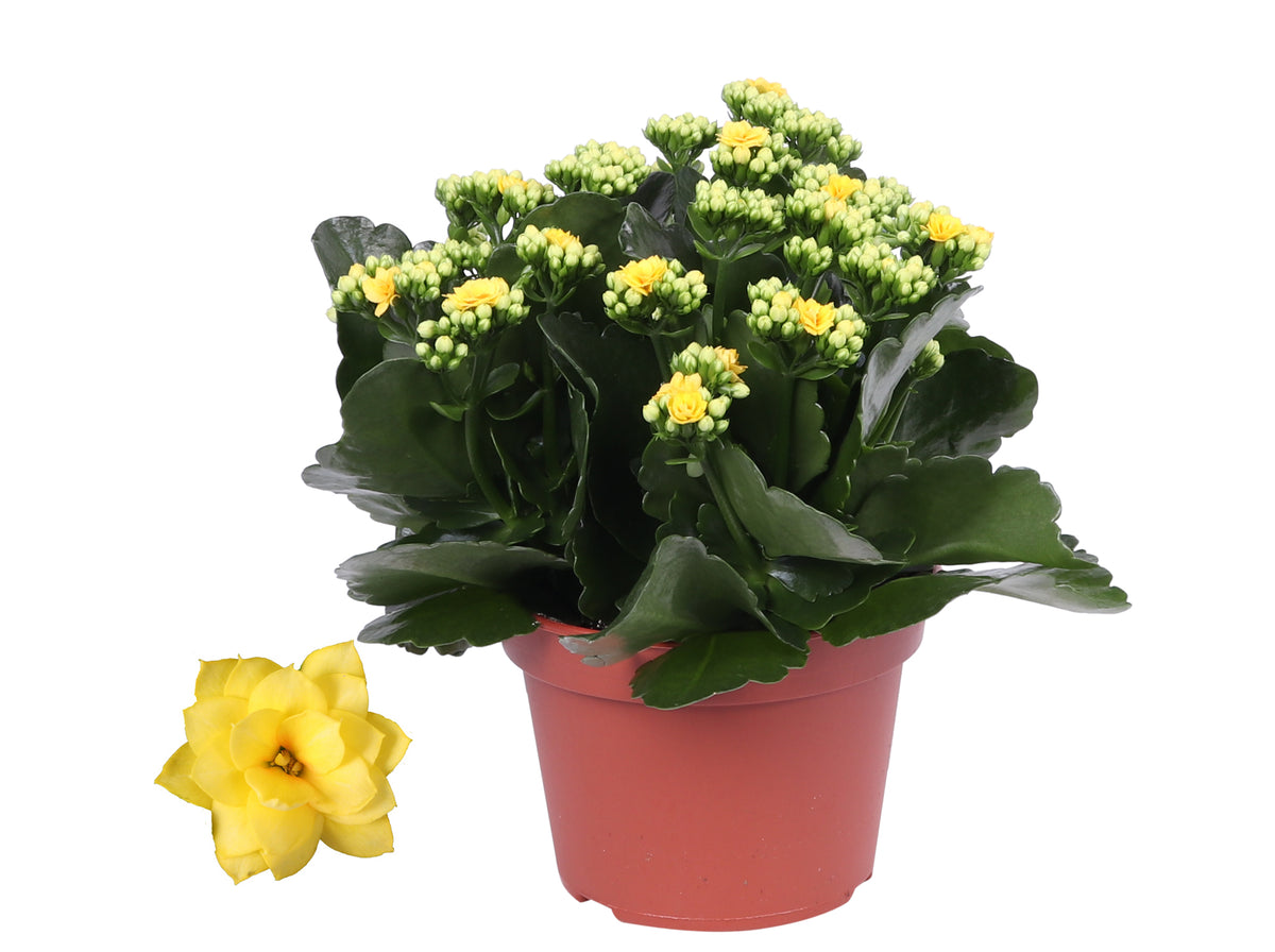 Kalanchoe Rosalina Don Amarillo 27cm 15cm Pot