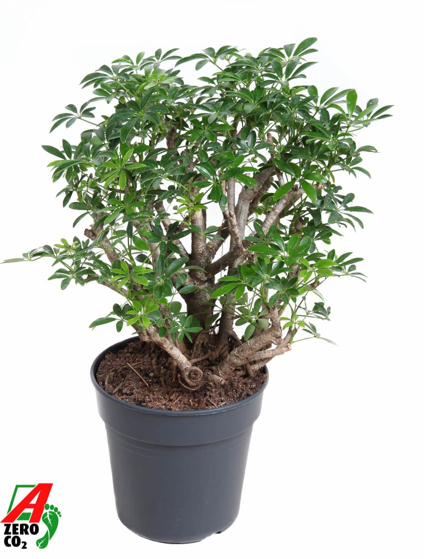 Schefflera Luseana 60cm 21cm Pot