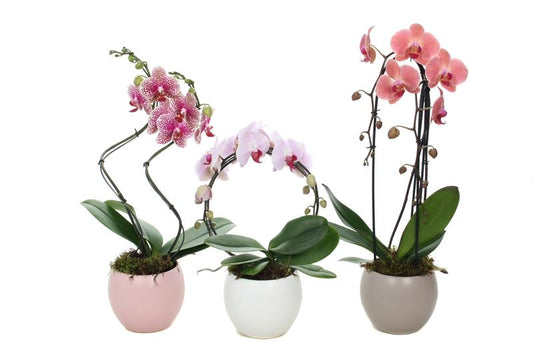 Phalaenopsis mix 45cm 12cm Pot