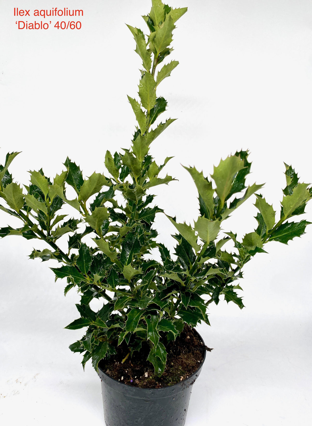 Ilex aquifolium 80cm 17cm Pot