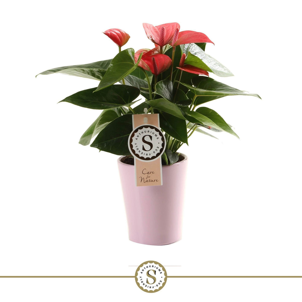 Anthurium Pink Champion 30cm 9cm Pot
