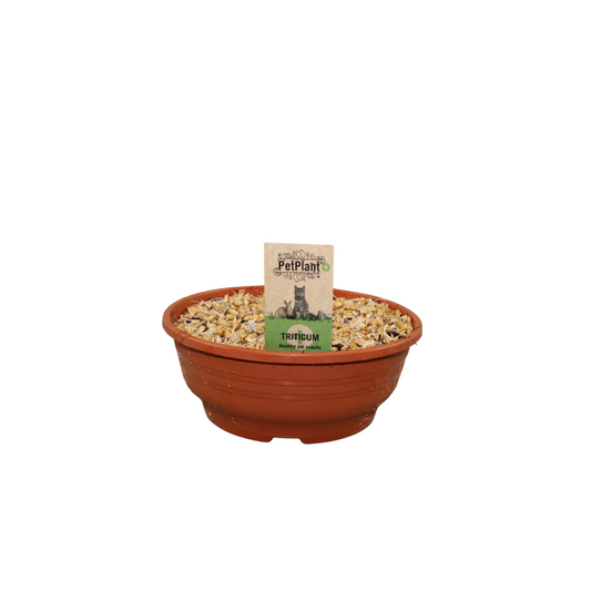 Kitty grass (Hordeum) 8cm 16cm Pot