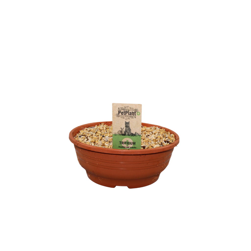 Jongenotter Potpl.kwekerij, Willem Kitty grass (Hordeum) Pack of 6