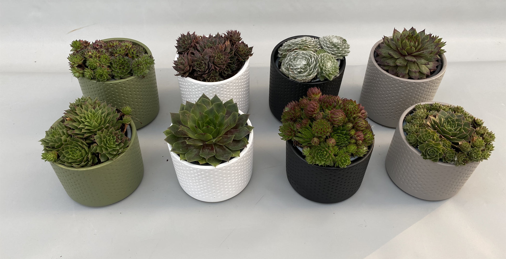 Sempervivum mix 5cm 10cm Pot