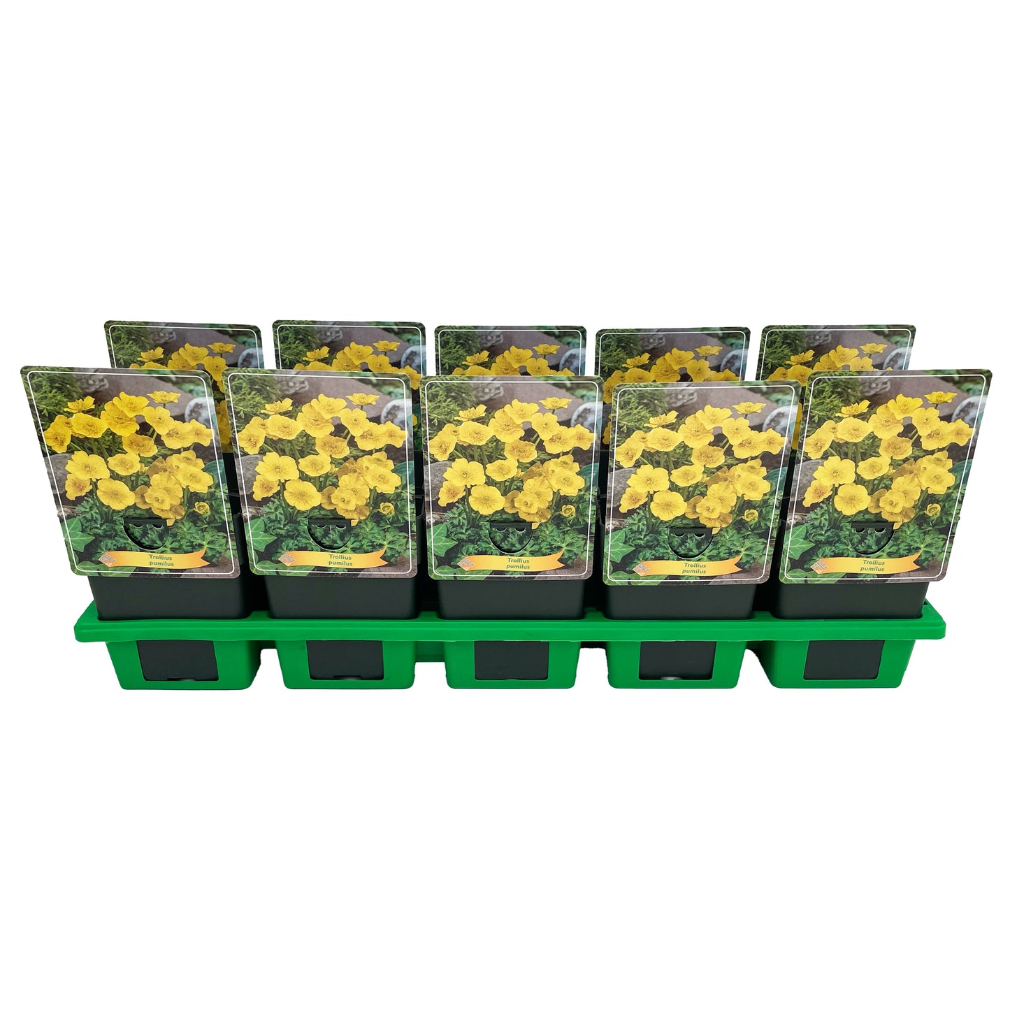 Trollius pumilus 25cm 11cm Pot