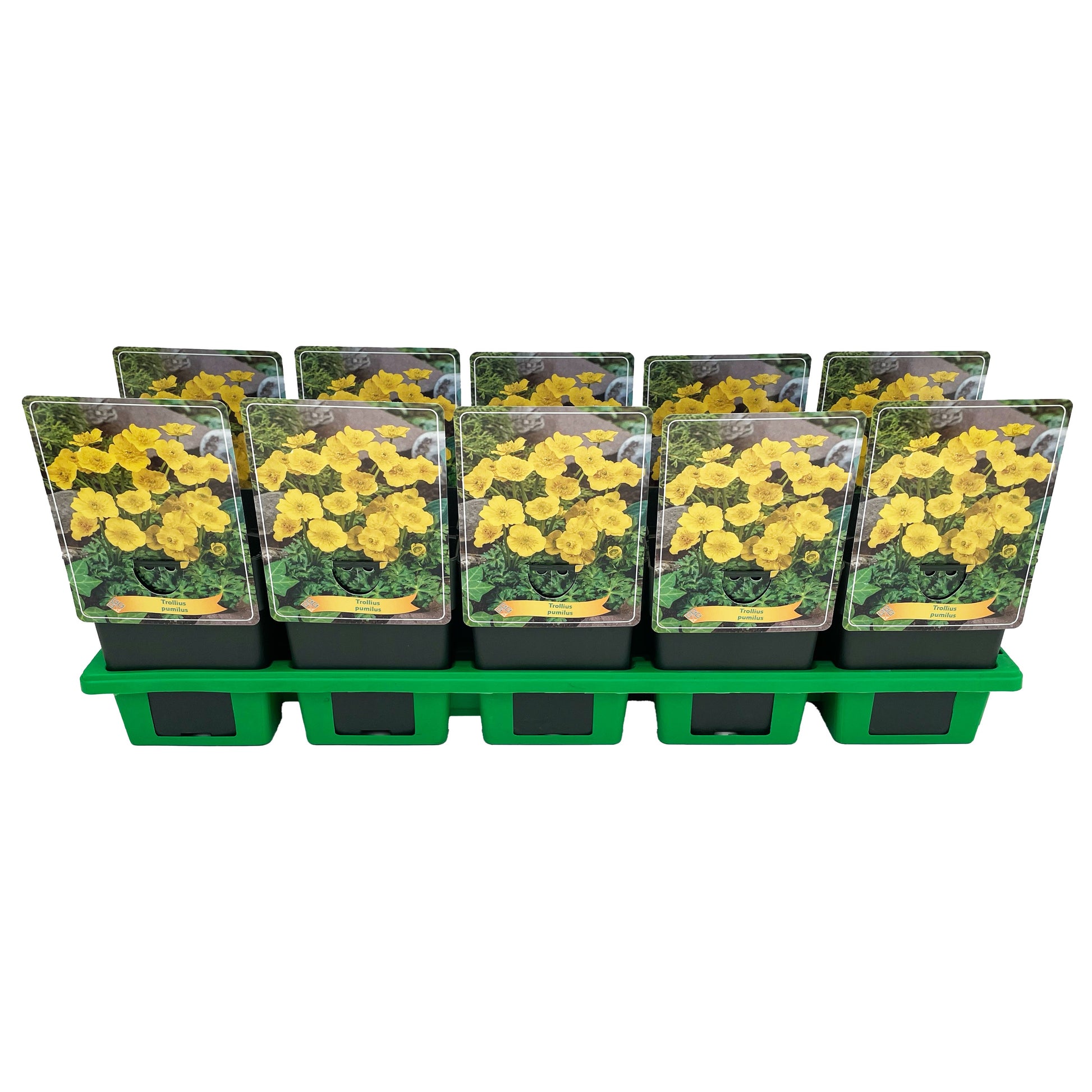 Trollius pumilus 25cm 11cm Pot