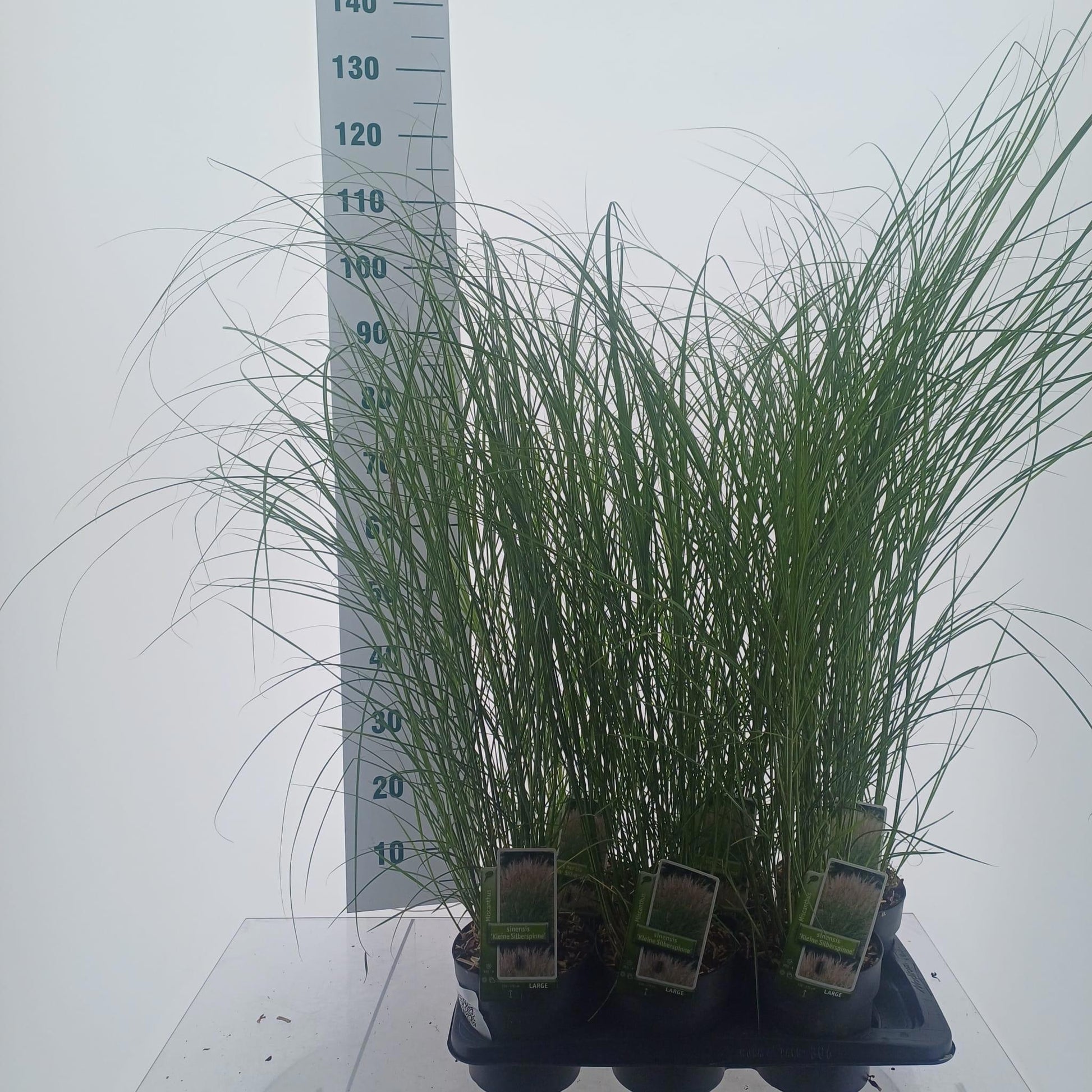 Miscanthus Kleine Silberspinne 110cm 17cm Pot