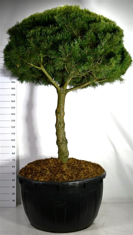 Pinus mugo Gnom 300cm 110cm Pot