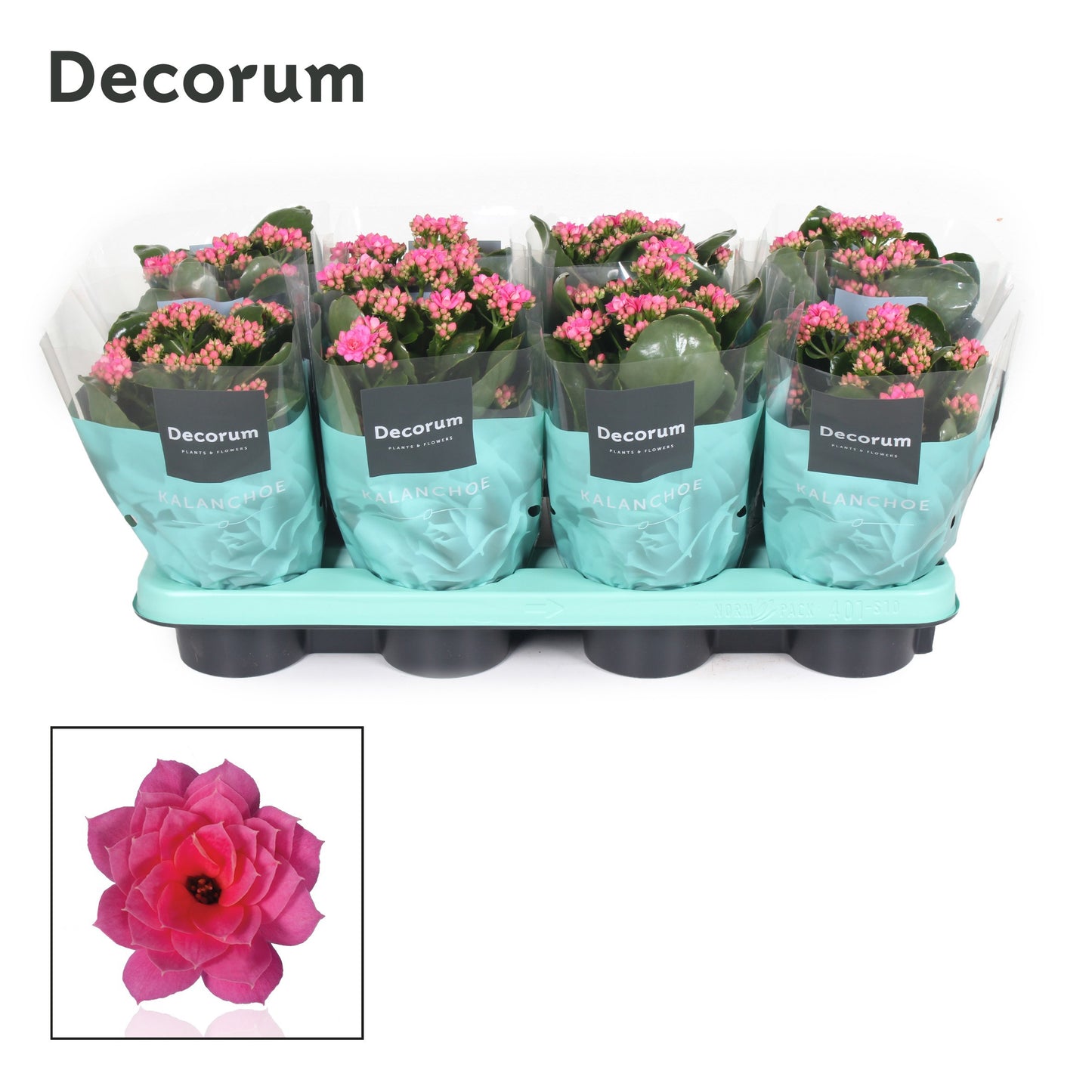 Kalanchoe pink decorum 24cm 12cm Pot