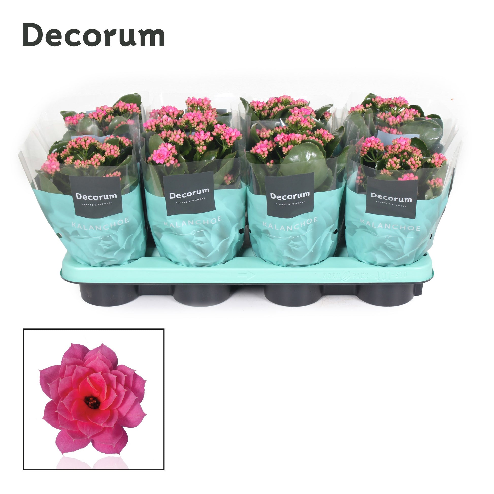 Kalanchoe pink decorum 24cm 12cm Pot