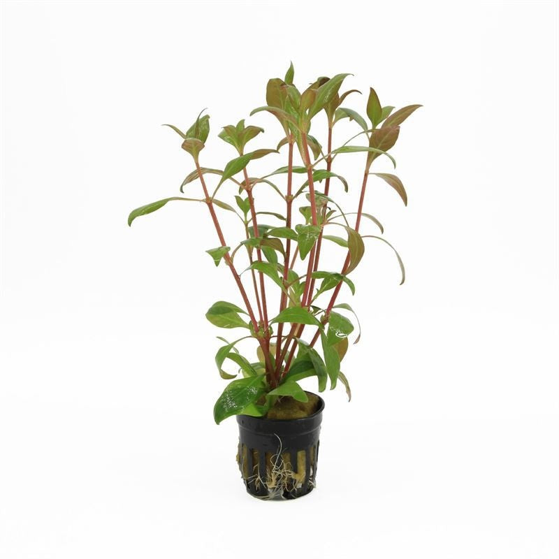 Waterplkw R. Moerings Alternanthera Pack of 6