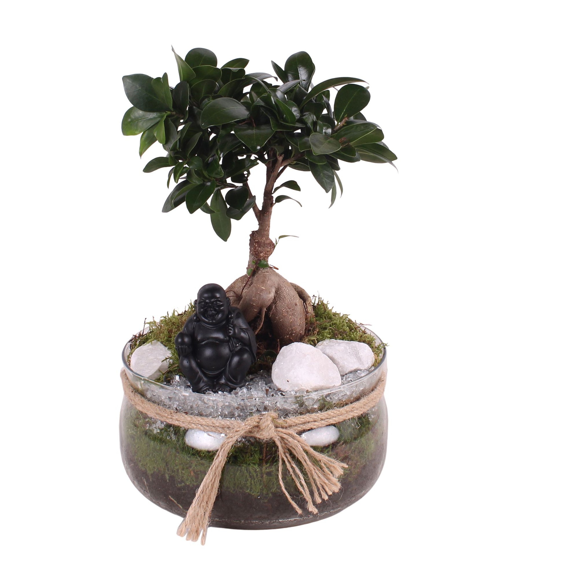 Ficus Ginseng 30cm 20cm Pot