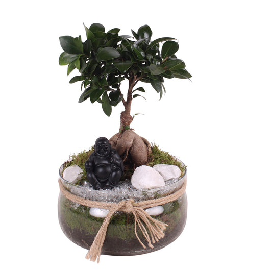 Ficus Ginseng 30cm 20cm Pot