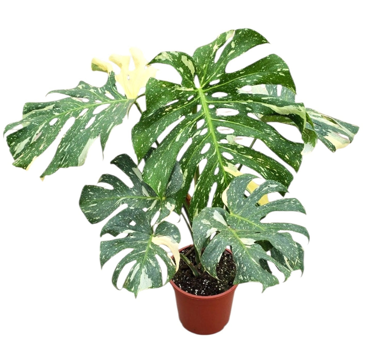 Monstera Thai Constellation 70cm 21cm Pot