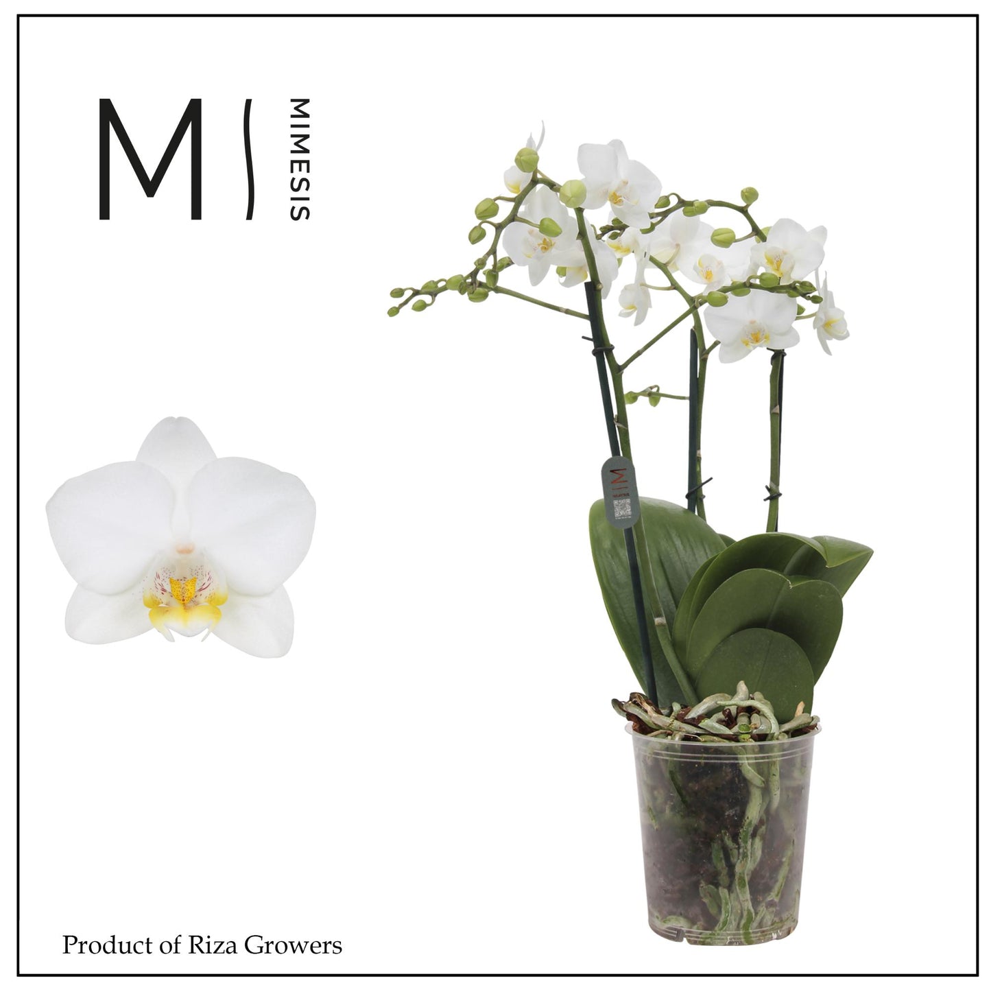 Phalaenopsis mf. Snowflake 50cm 12cm Pot