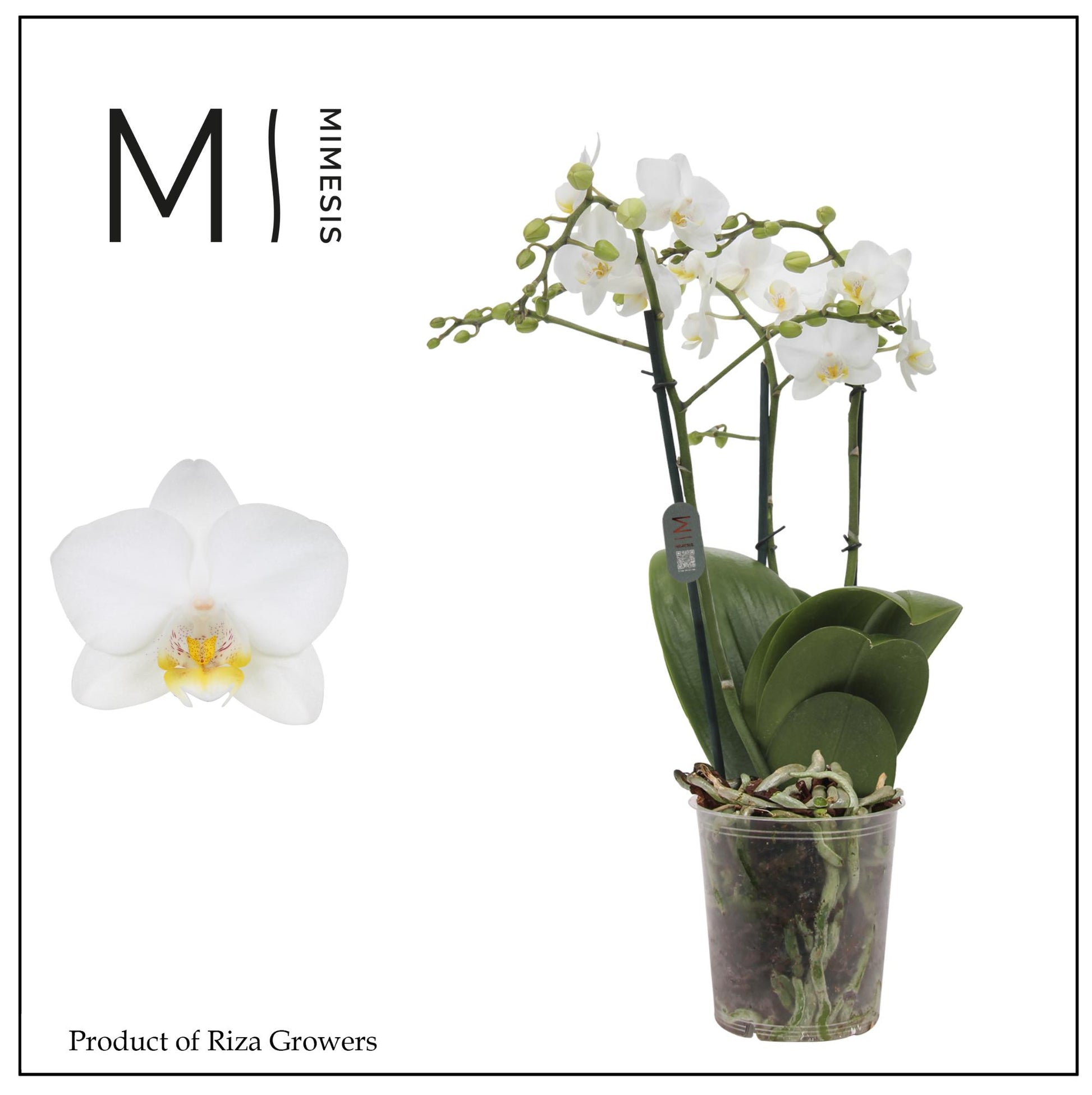 Phalaenopsis mf. Snowflake 50cm 12cm Pot