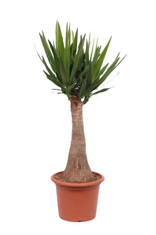 Yucca branched 110cm 30cm Pot