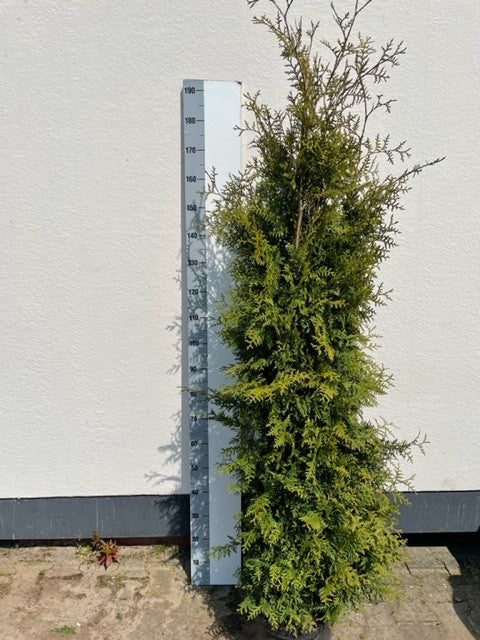 Thuja occidentalis Brabant 180cm 29cm Pot