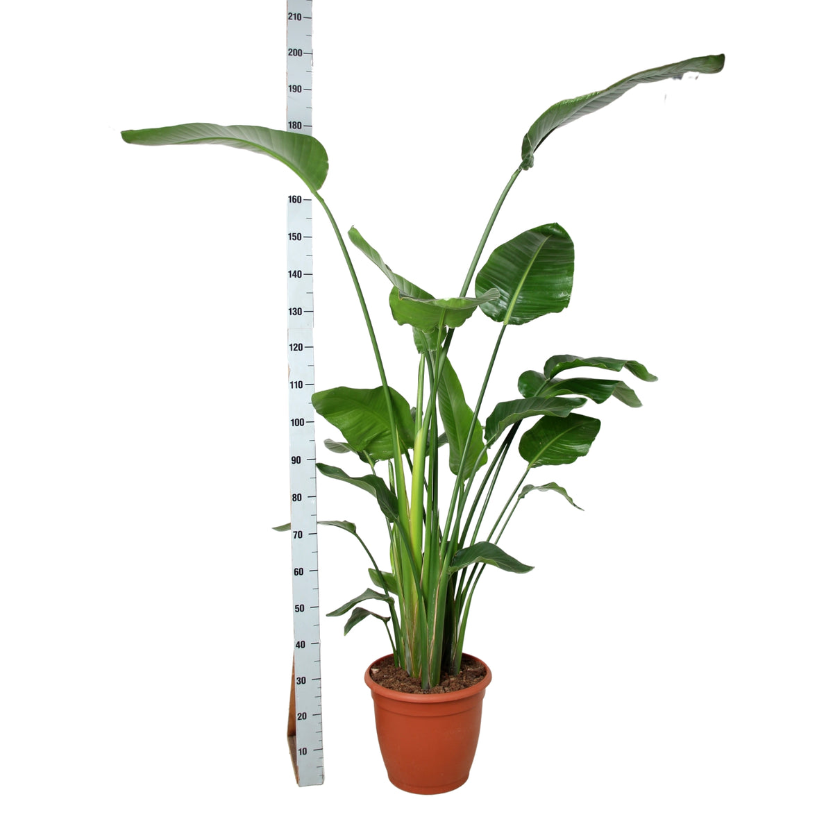 Strelitzia nicolai 180cm 36cm Pot