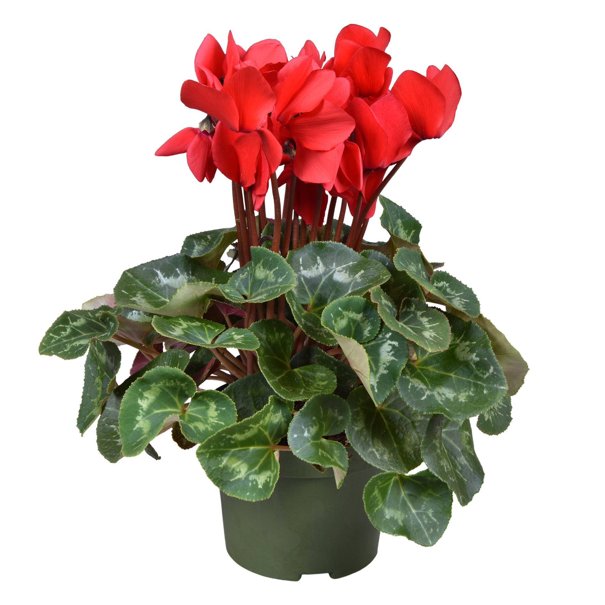 Cyclamen Leopardo red 30cm 13cm Pot