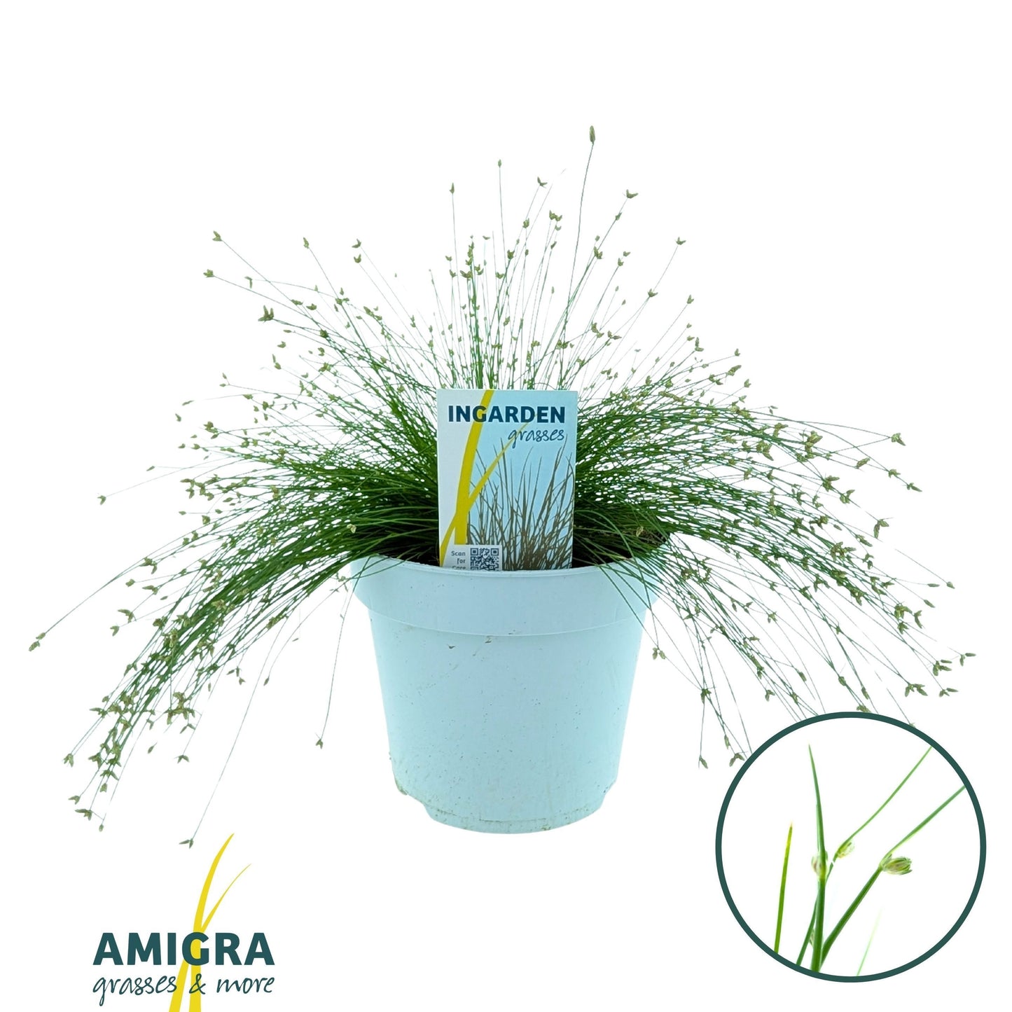 Amigra BV Isolepis cernua Pack of 1