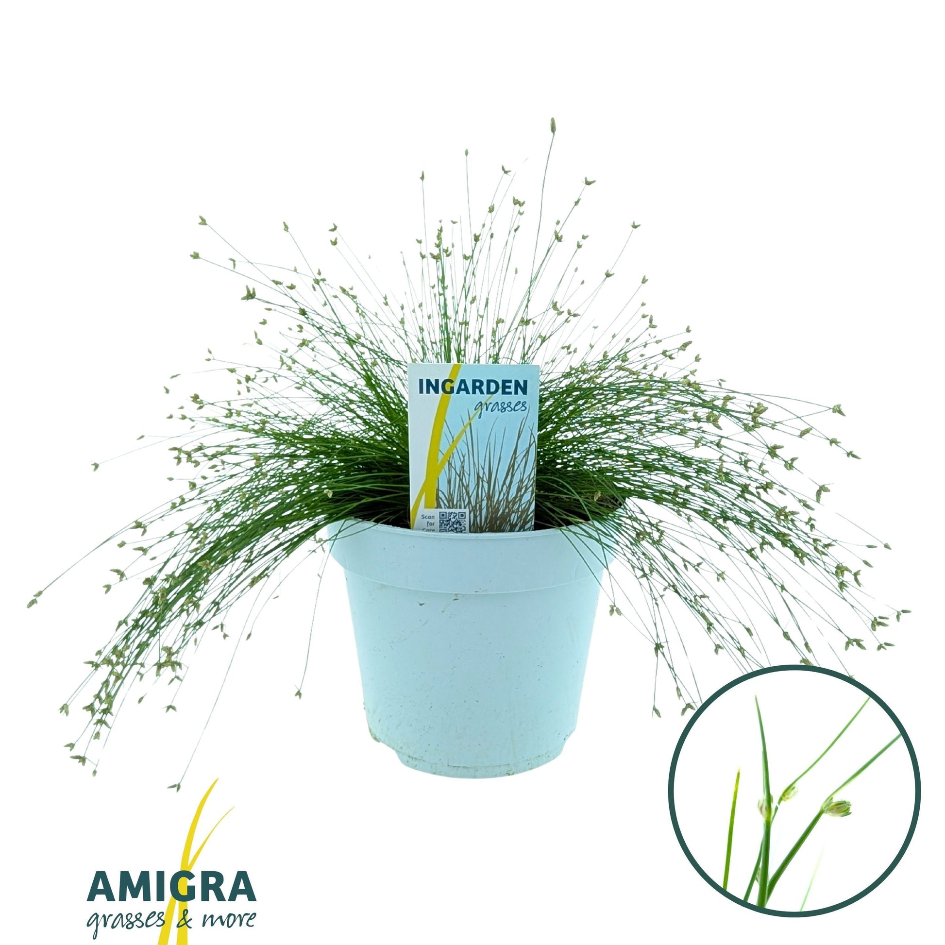 Amigra BV Isolepis cernua Pack of 6