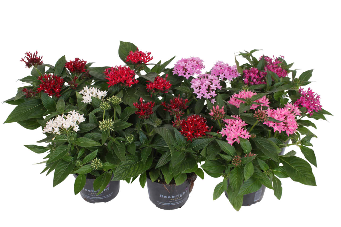 Pentas lan. mix 35cm 17cm Pot