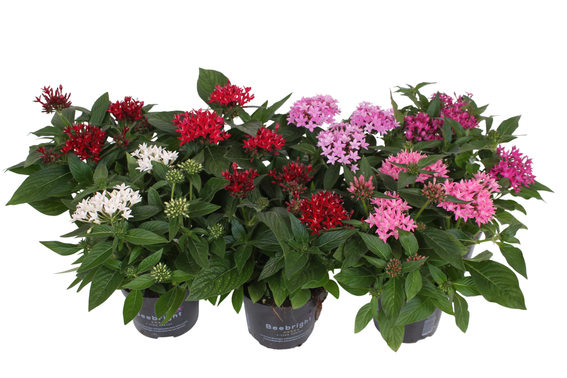 Pentas lan. mix 35cm 17cm Pot