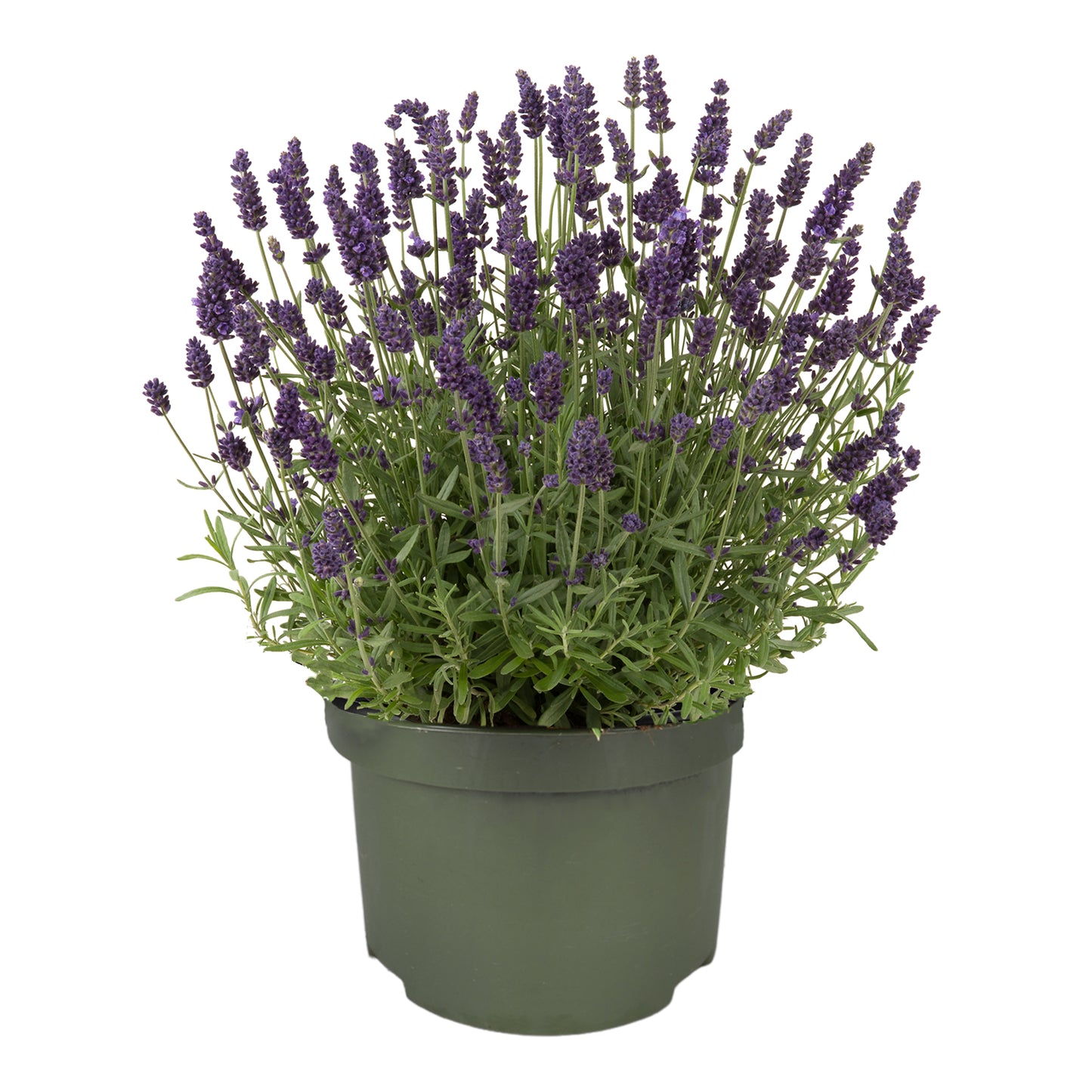 Lavandula ang. Valence Deep Violet 25cm 13cm Pot