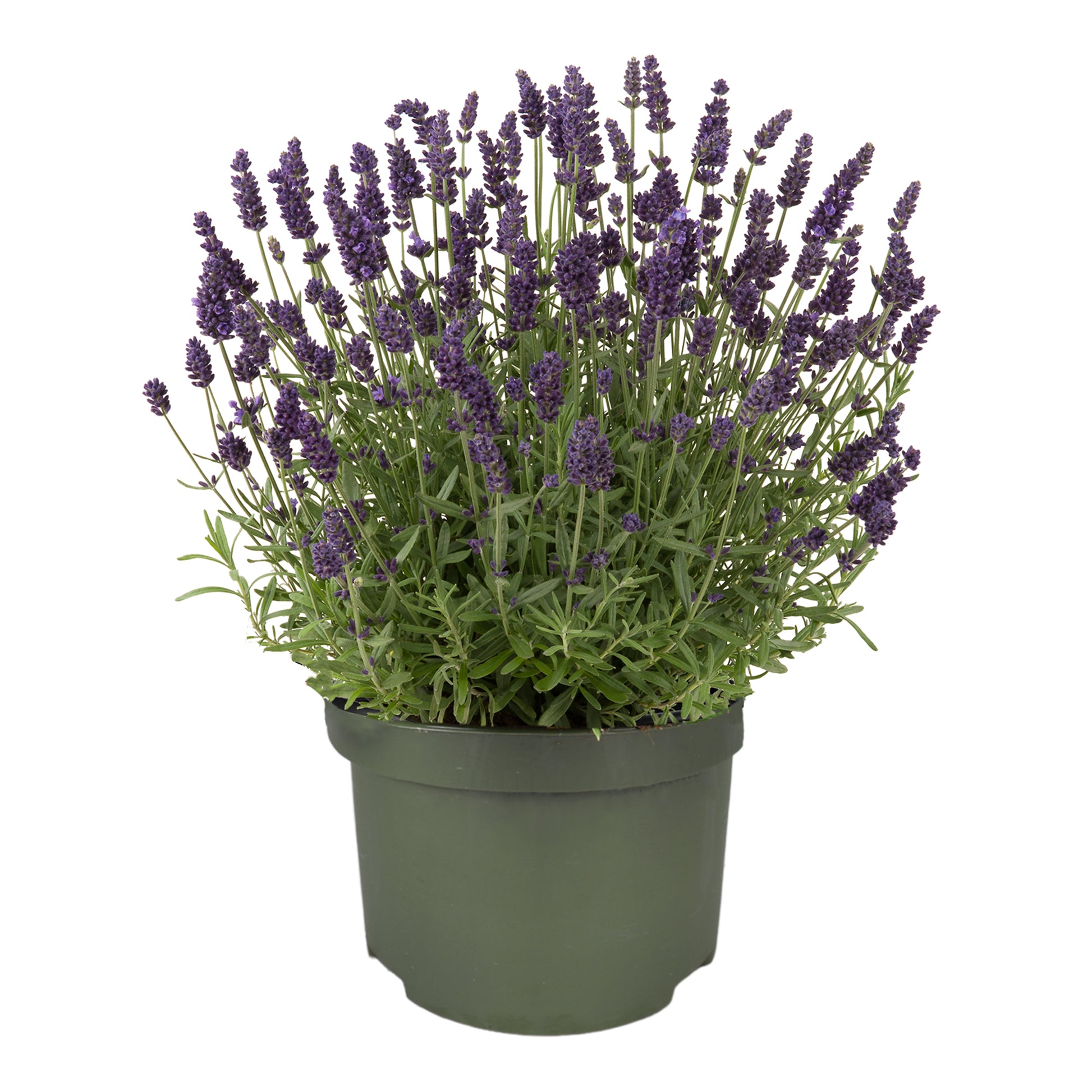 Lavandula ang. Valence Deep Violet 25cm 13cm Pot