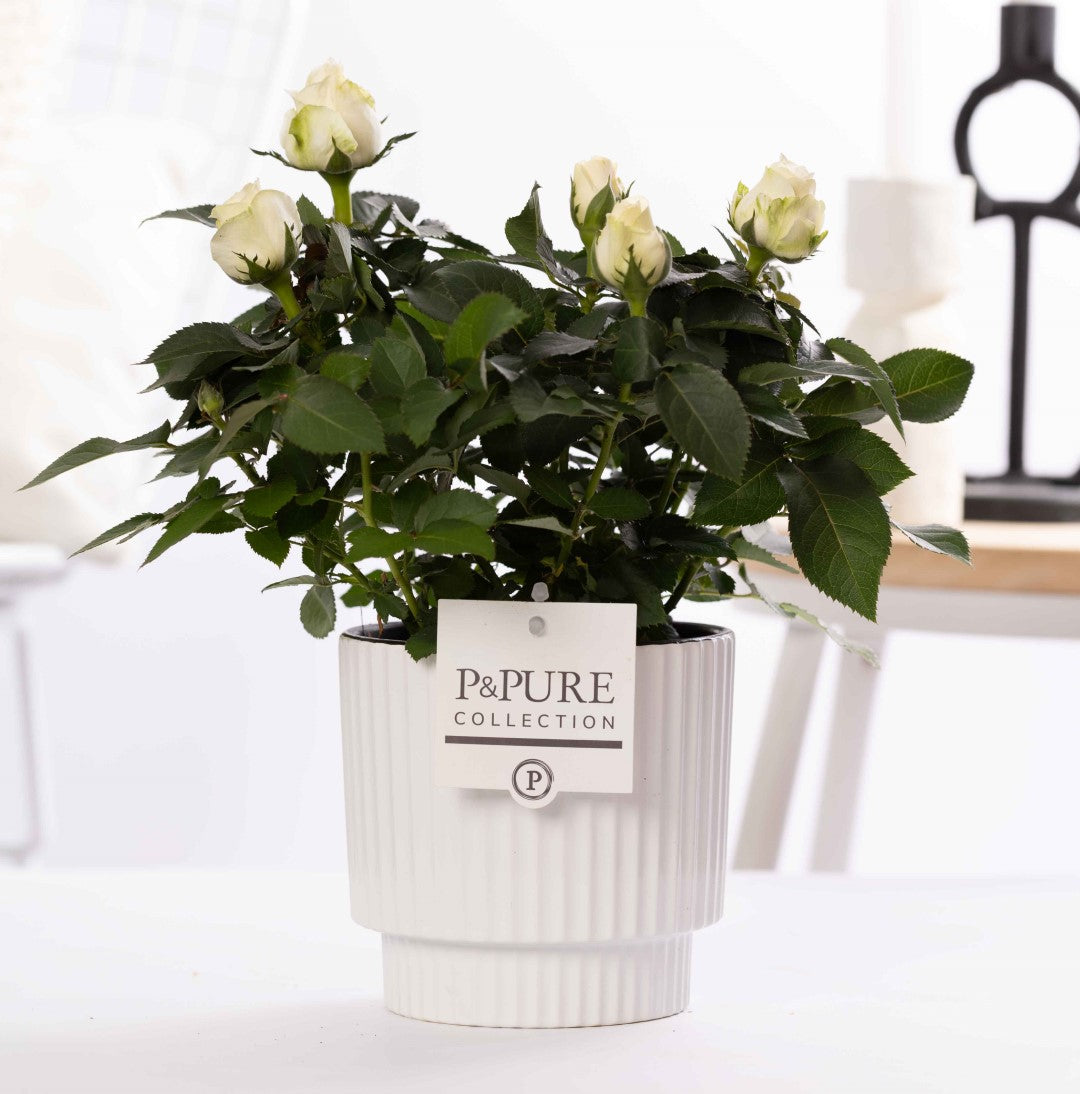 Rosa Beau Monde white 28cm 12cm Pot