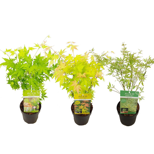 Acer palmatum 50cm 15cm Pot