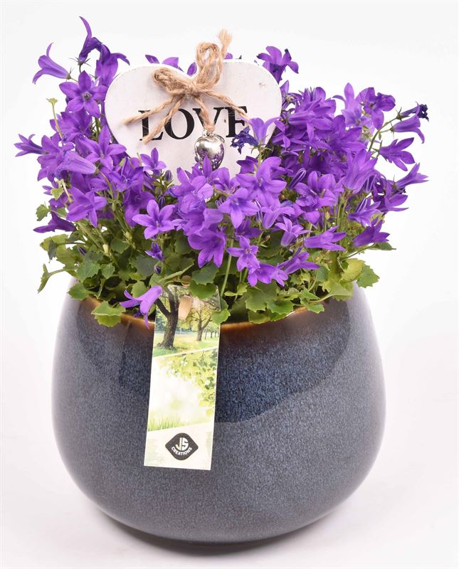 Campanula in terracotta pot 14cm Pot