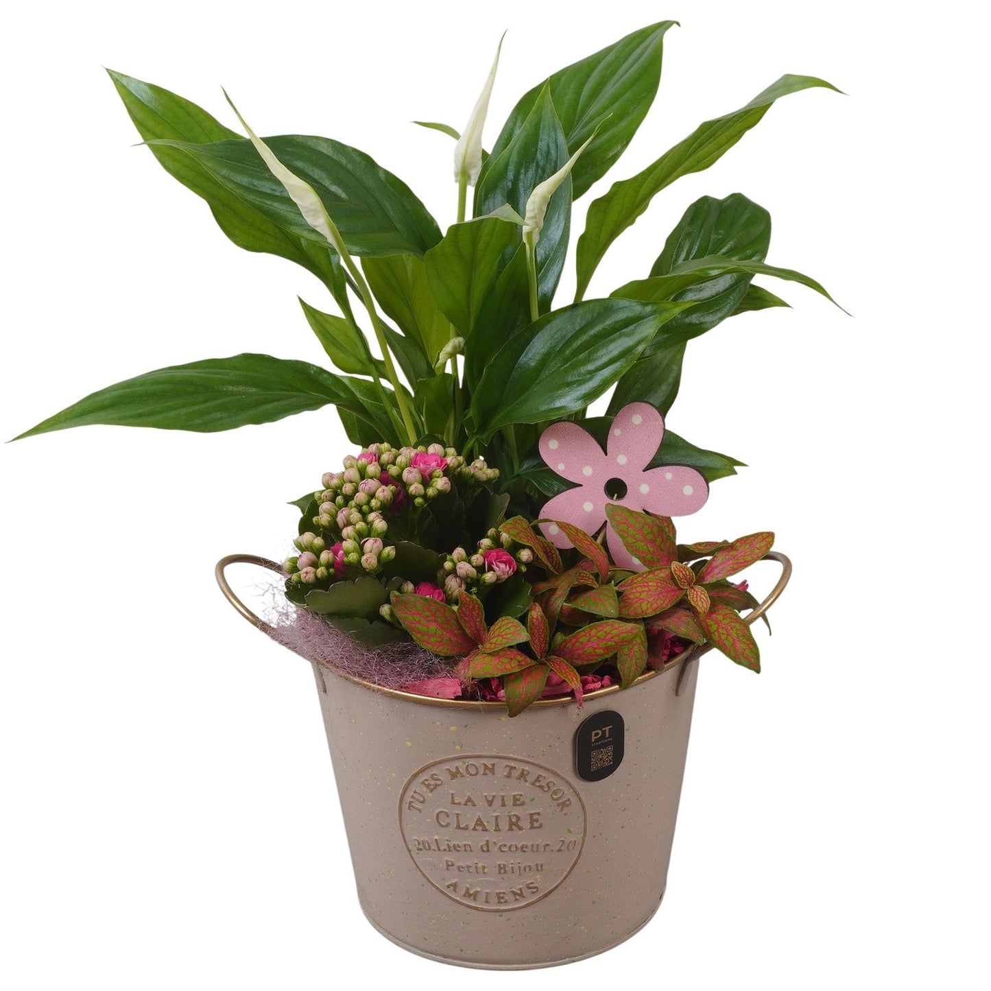 Indoor arrangement 36cm 15cm Pot