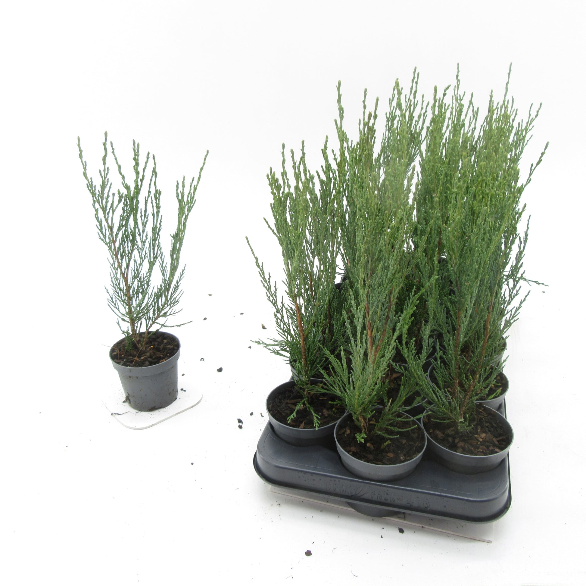Juniperus Blue Arrow 27cm 9cm Pot