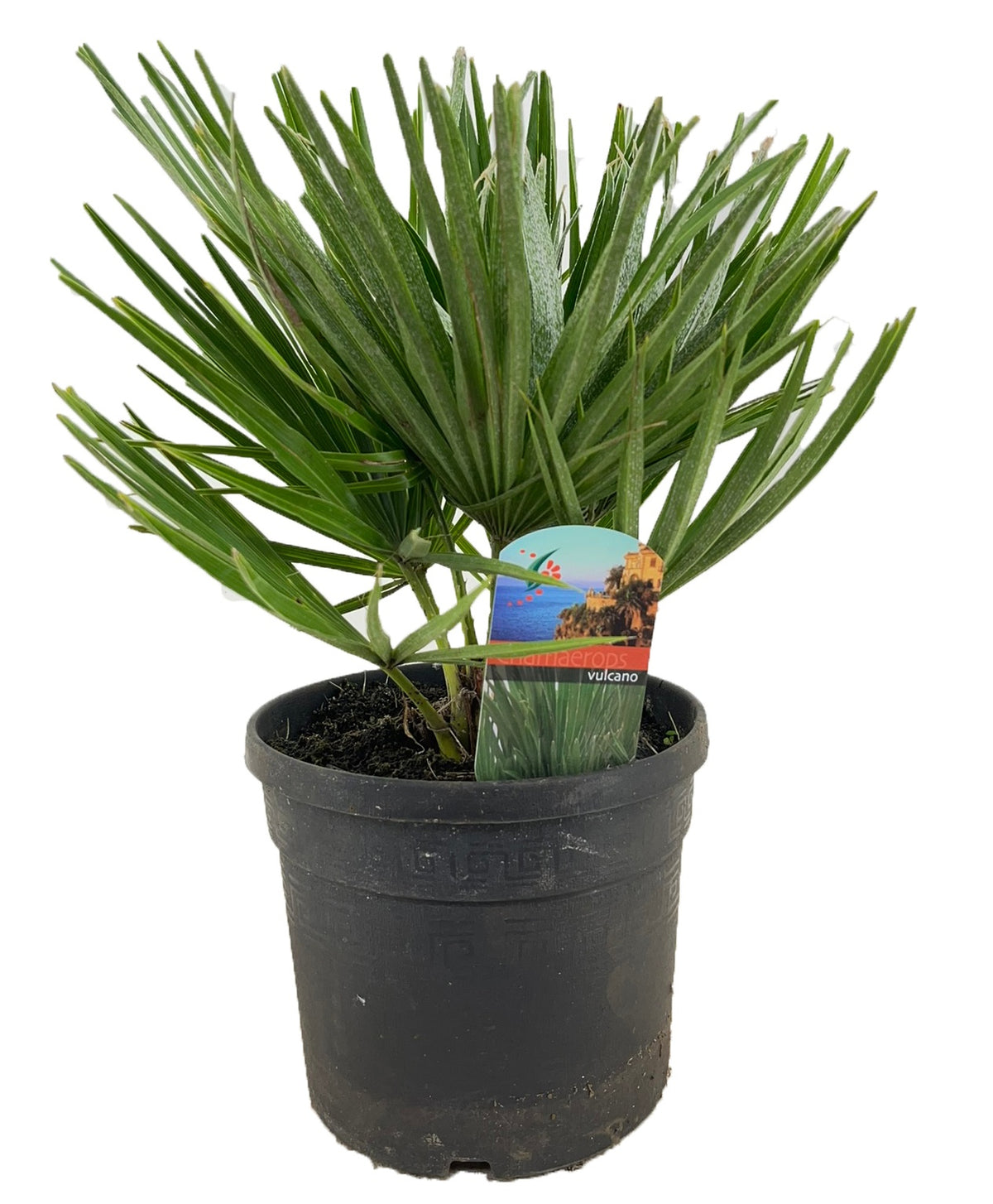 Chamaerops humilis 50cm 19cm Pot