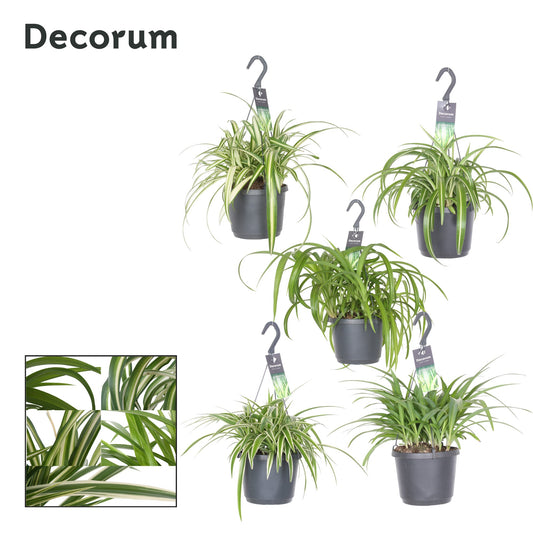 Chlorophytum mix 35cm 17cm Pot