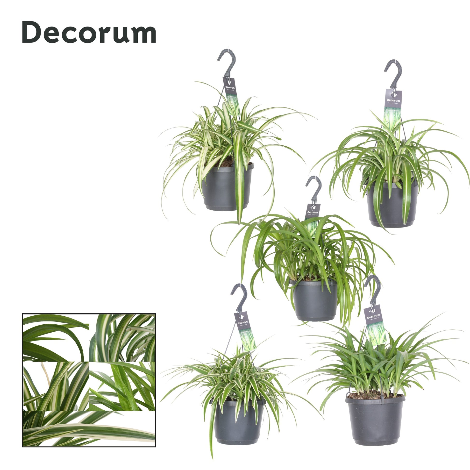 Hillplant BV Chlorophytum mix Pack of 4
