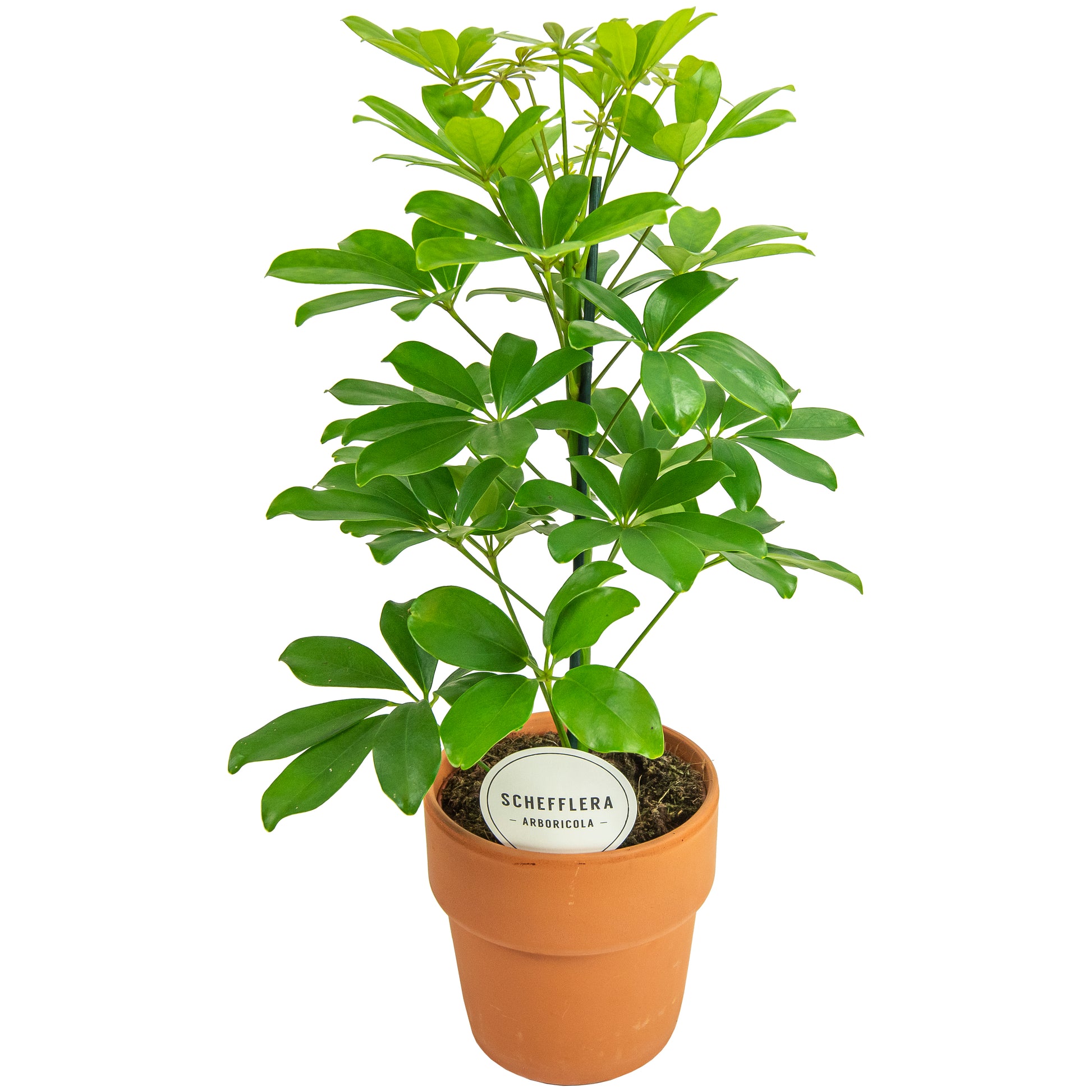 Schefflera Nora 45cm 15cm Pot