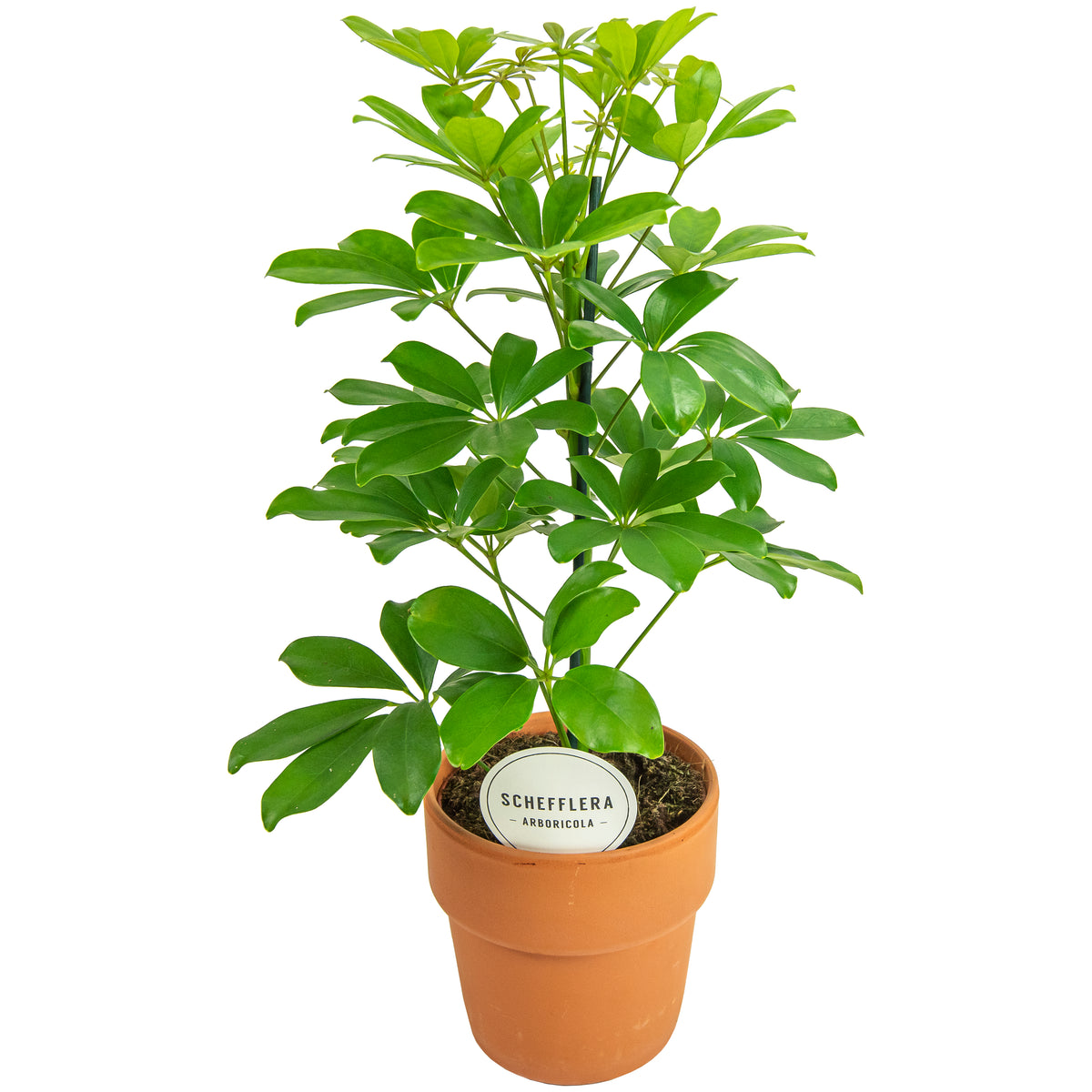 Schefflera Nora 45cm 15cm Pot