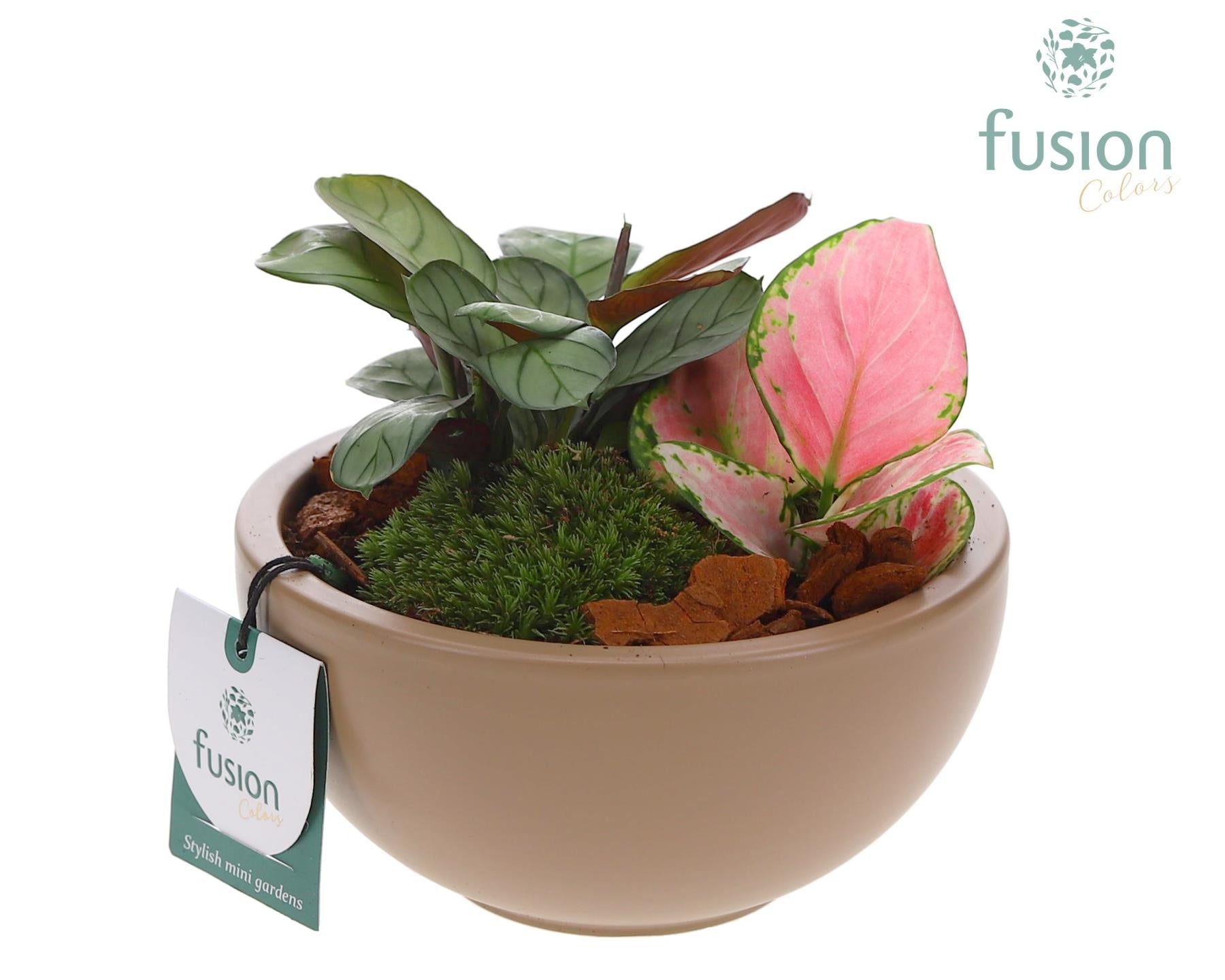 Schaal keramiek Moon Small beige mat met Trendy Groen Planten arrangement 15cm 15cm Pot