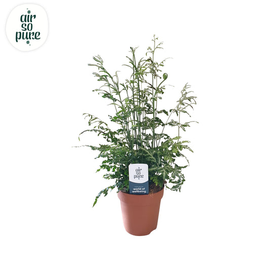 Pteris Evergemiensis 35cm 12cm Pot