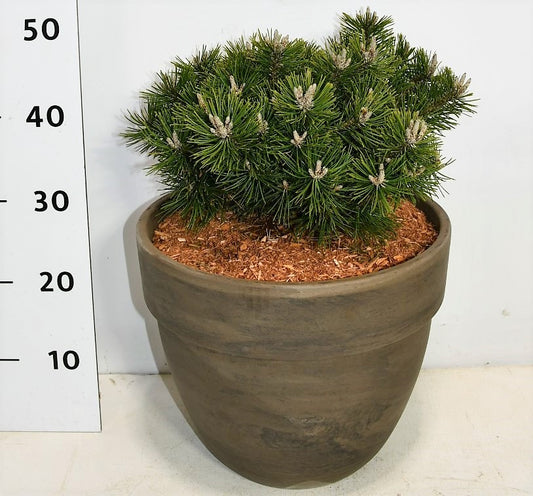 Pinus mugo Benjamin 50cm 35cm Pot