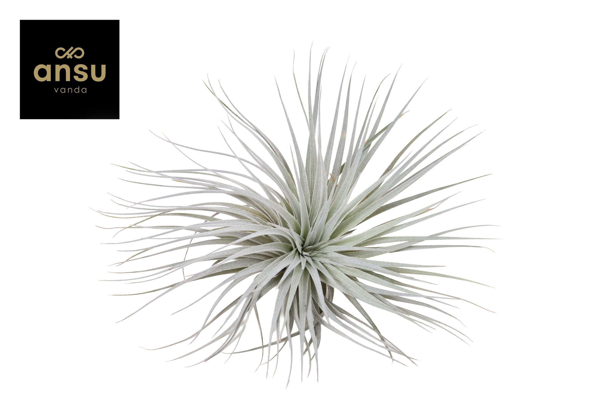Tillandsia ionantha 10cm 15cm Pot