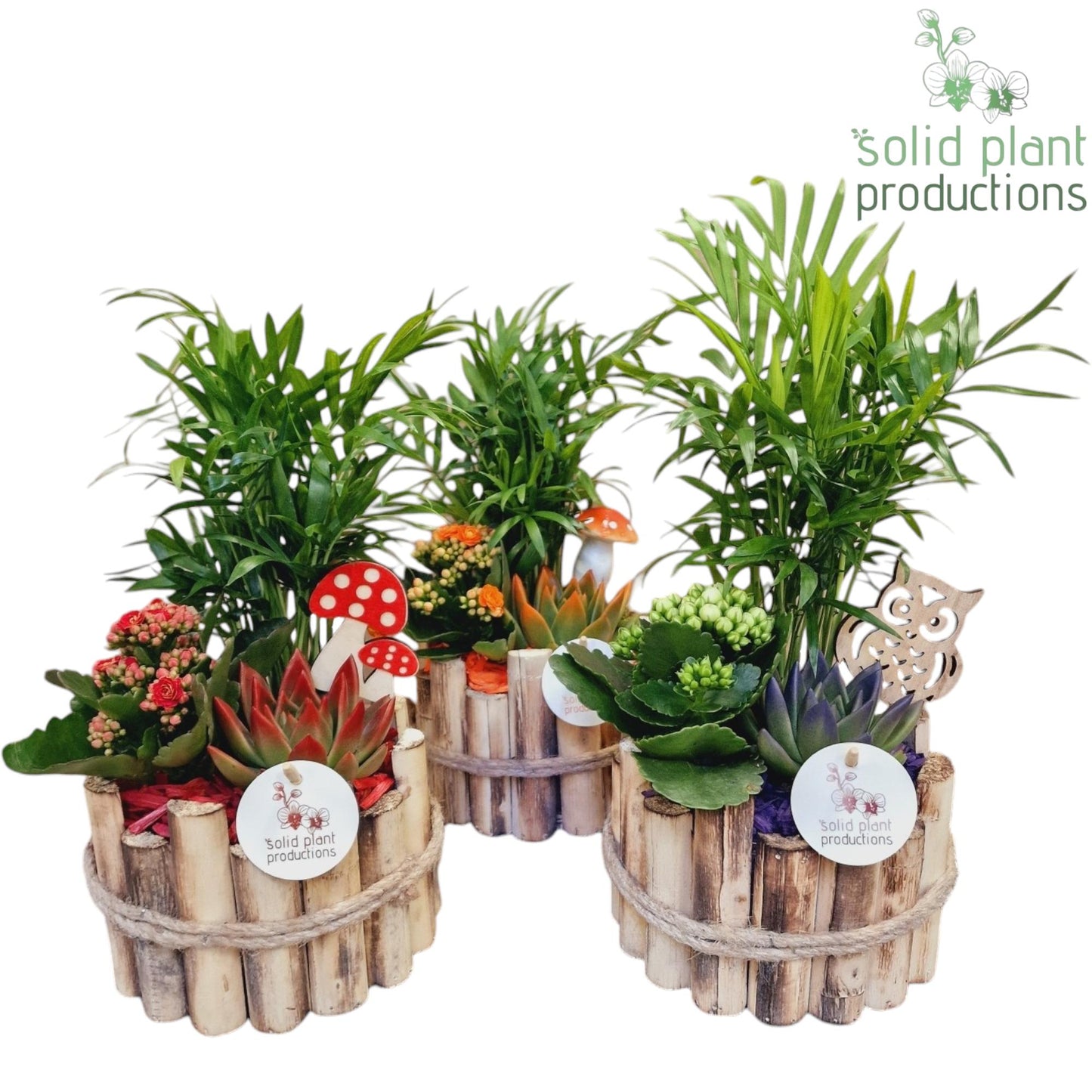 Solid Plant Productions HCE001 Milano Small Autumn Mix Pack of 3