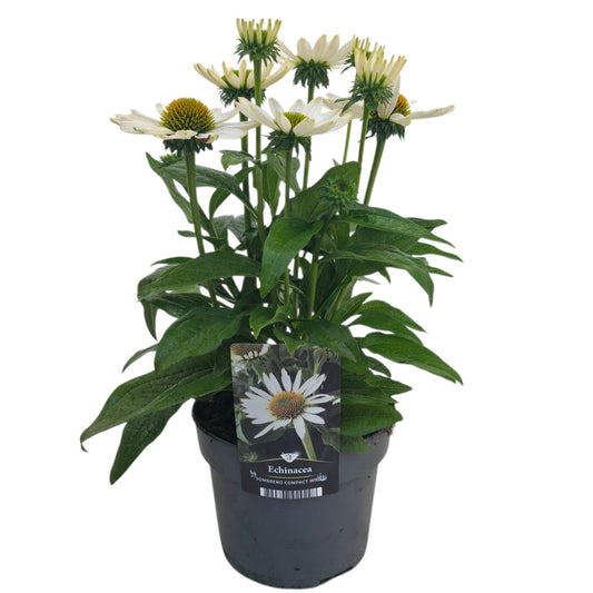 Echinacea Sunmagic 40cm 17cm Pot