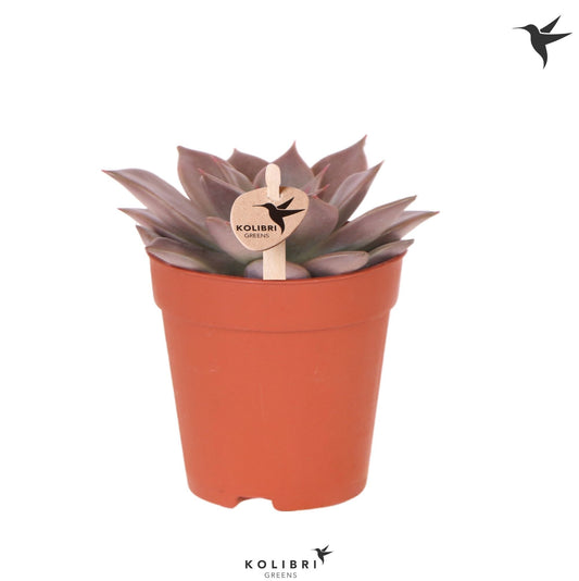 Echeveria agavoides 12cm 9cm Pot