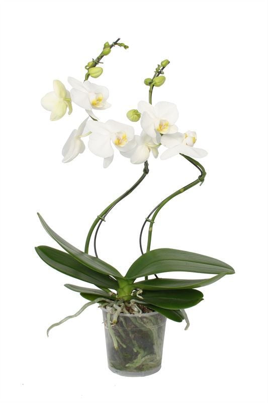 Logico Phalaenopsis white Pack of 5
